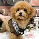 タイニープードル【広島県・男の子・2025年7月16日・レッドフォーン】の写真3