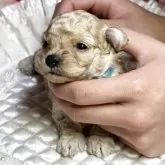 トイプードル(トイ)【広島県・女の子・2025年10月8日・アプリコット】の写真3