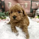 トイプードル(トイ)【広島県・男の子・2025年10月8日・レッド】の写真3