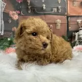 タイニープードル【広島県・男の子・2025年10月10日・レッドフォーン】の写真4