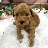 トイプードル(トイ)【広島県・男の子・2025年10月8日・レッド】の写真4