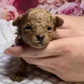 タイニープードル【広島県・男の子・2025年10月10日・レッドフォーン】の写真5