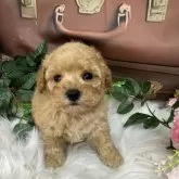 トイプードル(トイ)【広島県・男の子・2025年10月8日・アプリコット】の写真5