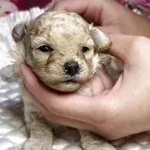 トイプードル(トイ)【広島県・女の子・2025年10月8日・アプリコット】の写真5