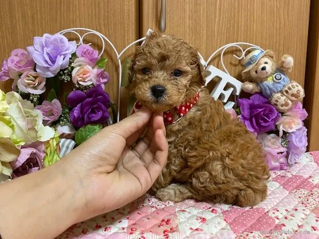 ID：2001-02937の子犬