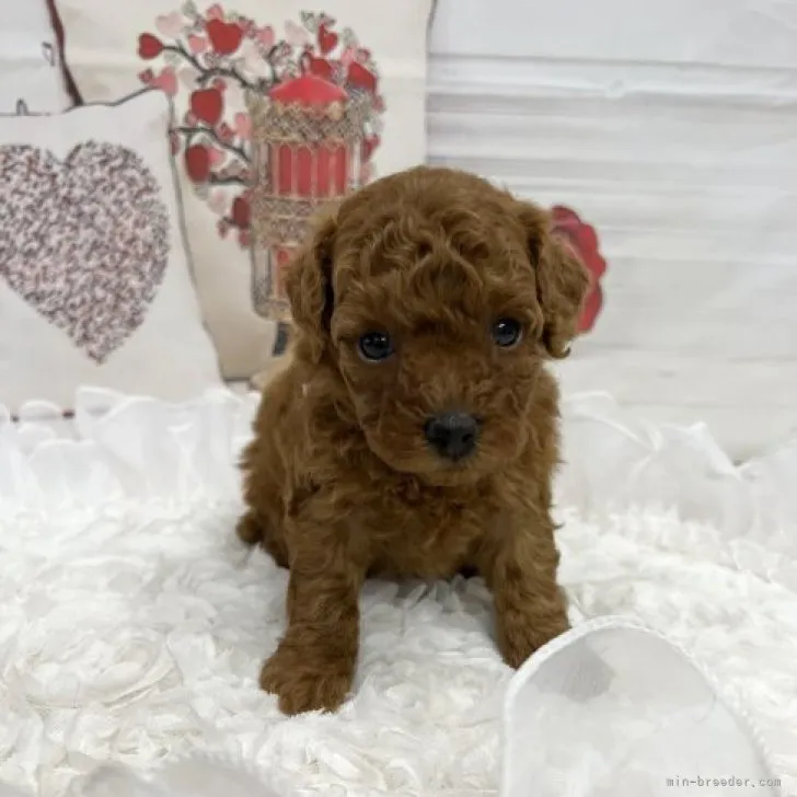 ID：2309-03397の子犬