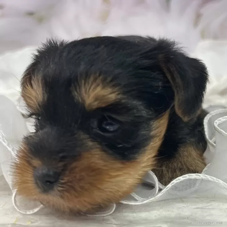 ID:2404-02415の子犬