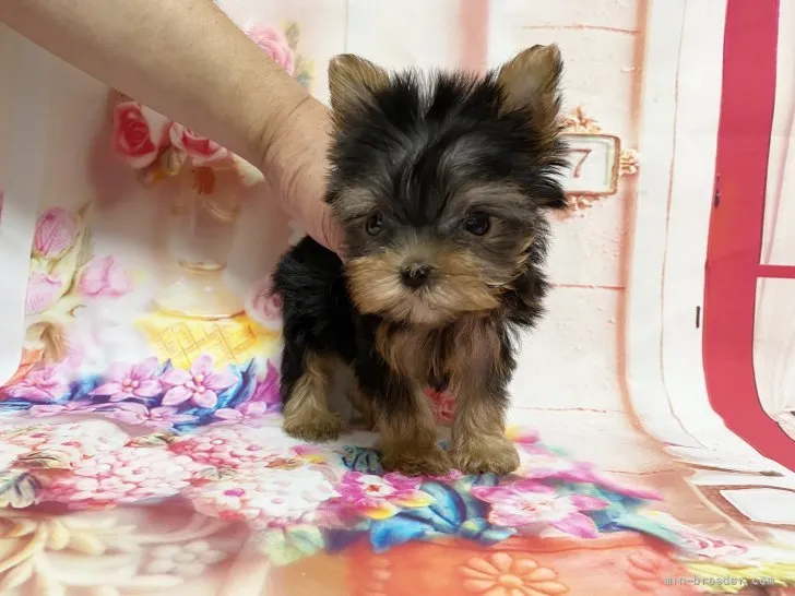 ID:2111-00424の子犬