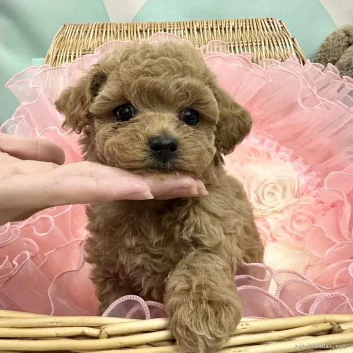 ID:2406-00251の子犬