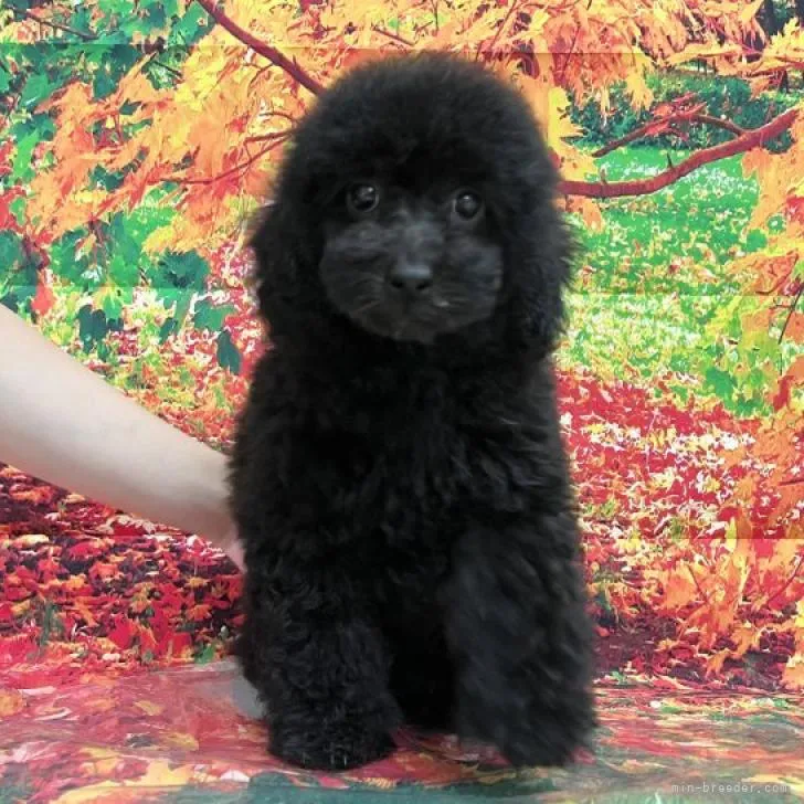 N.I 様のお迎えした子犬