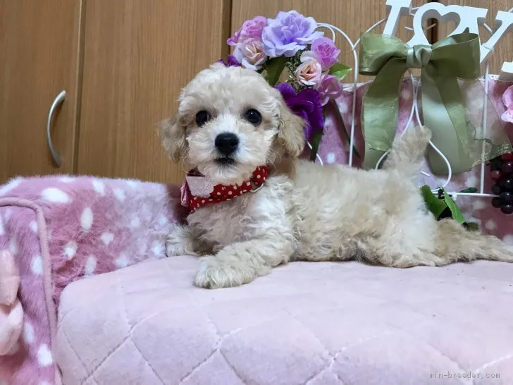メロン 様のお迎えした子犬