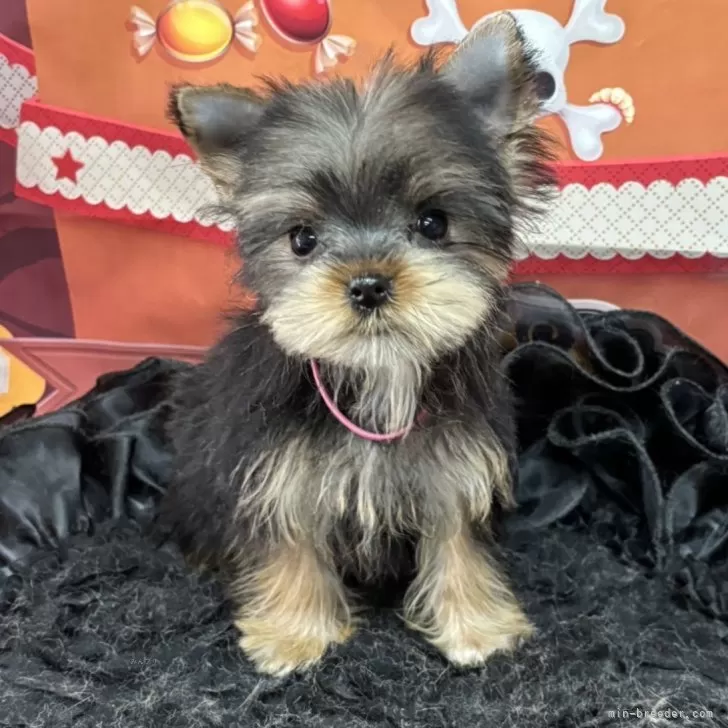 ID：2409-08205の子犬