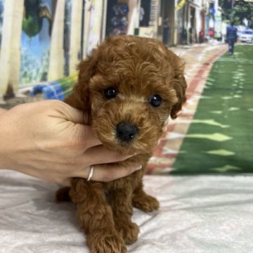 トイプードル(トイ)【広島県・男の子・2023年5月5日・レッド】の写真「美男子になります。お目めクリクリ♡」