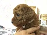 タイニープードル【広島県・男の子・2017年8月14日・レッド】の写真1「9/15撮影」