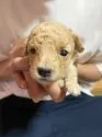 タイニープードル【広島県・女の子・2021年6月12日・ホワイト】の写真1「6月30日撮影」