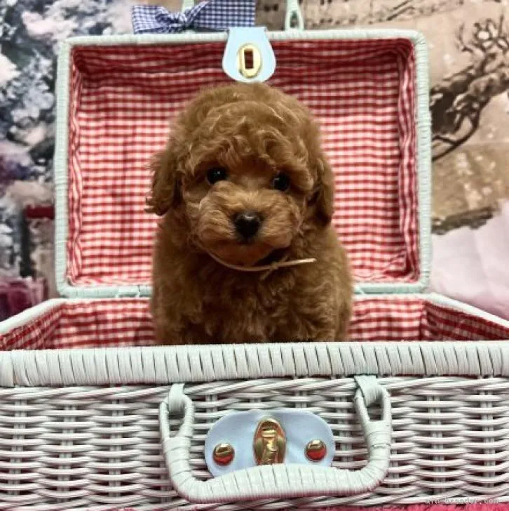 ID:2211-00486の子犬