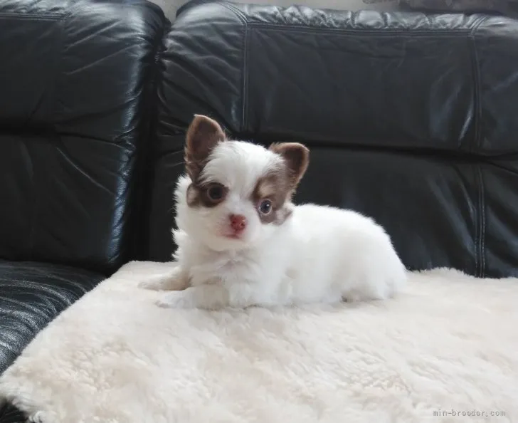 ID:2112-03616の子犬