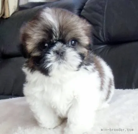 ID:1512-01446の子犬