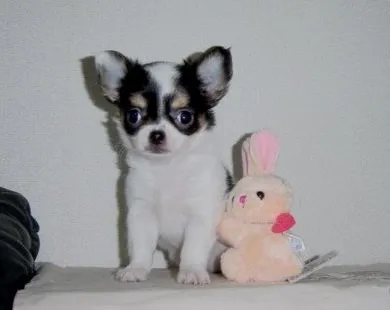 寄重 様のお迎えした子犬