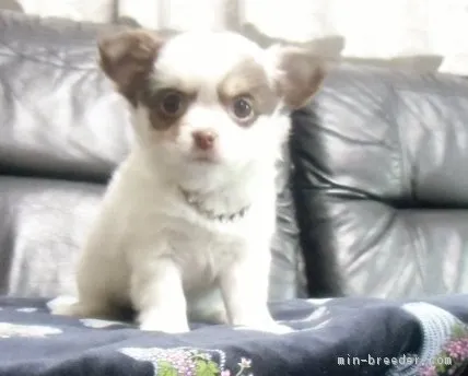 ID:1604-00944の子犬