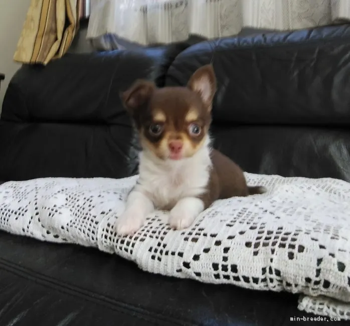 ID:2009-00443の子犬