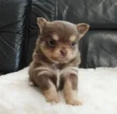 チワワ(ロング)【千葉県・女の子・2023年1月2日・チョコレートタン&ホワイト】の写真2