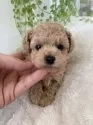 タイニープードル【北海道・女の子・2024年12月17日・アプリ】の写真12