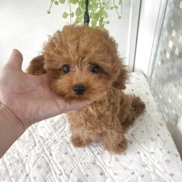 タイニープードル【北海道・男の子・2025年1月27日・レッド】の写真「お目目が可愛い男の子」