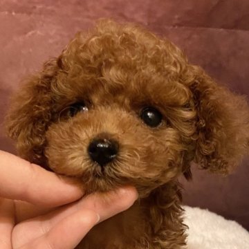 トイプードル(タイニー)【北海道・男の子・2024年12月20日・レッド】の写真「小柄で可愛い顔立ちです」