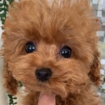 タイニープードル【北海道・女の子・2025年4月26日・レッド】の写真「小柄で人懐っこい子」
