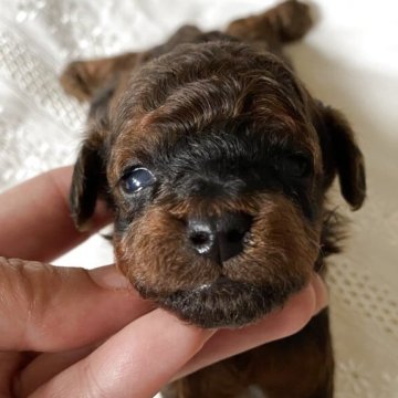 タイニープードル【北海道・男の子・2025年7月20日・チョコタン ブラタン 考察中】の写真「チョコタンのような毛色」