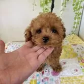 タイニープードル
