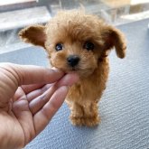 トイプードル(ティーカップ)