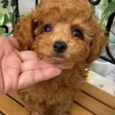 タイニープードル