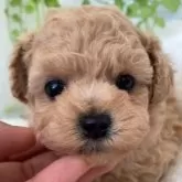 タイニープードル【北海道・女の子・2024年12月17日・アプリ】の写真1