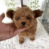 タイニープードル