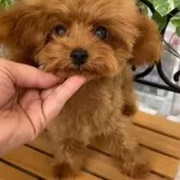 ティーカッププードル