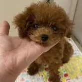 タイニープードル