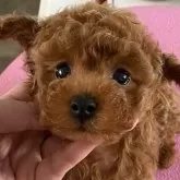 タイニープードル