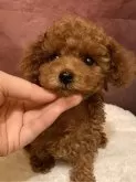 タイニープードル【北海道・男の子・2024年12月20日・レッド】の写真2