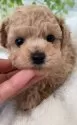 タイニープードル【北海道・女の子・2024年12月17日・アプリ】の写真3
