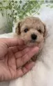 タイニープードル【北海道・女の子・2024年12月17日・アプリ】の写真5