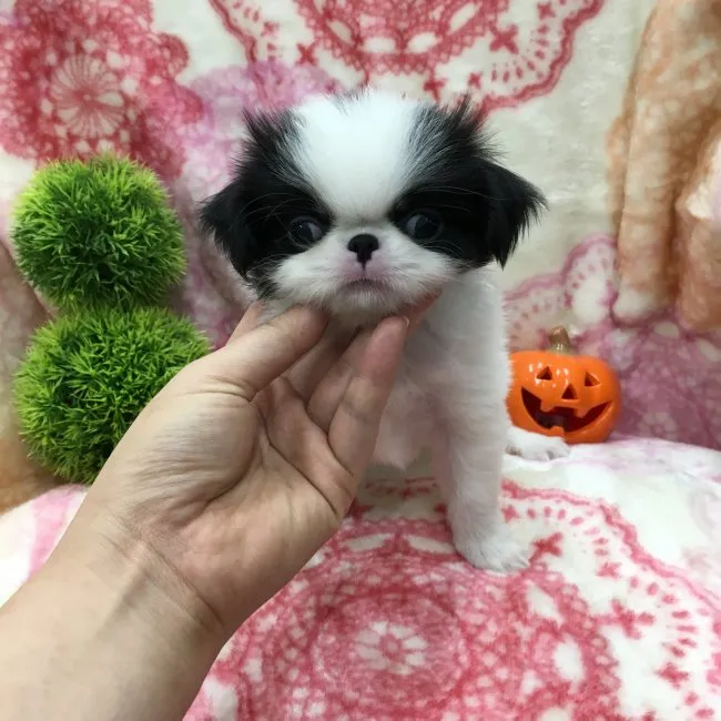 tomo 様のお迎えした子犬