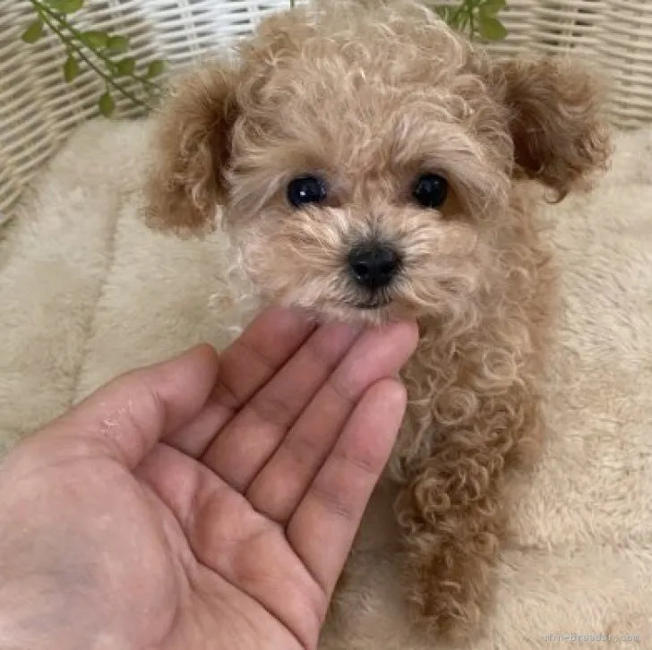 T.K 様のお迎えした子犬