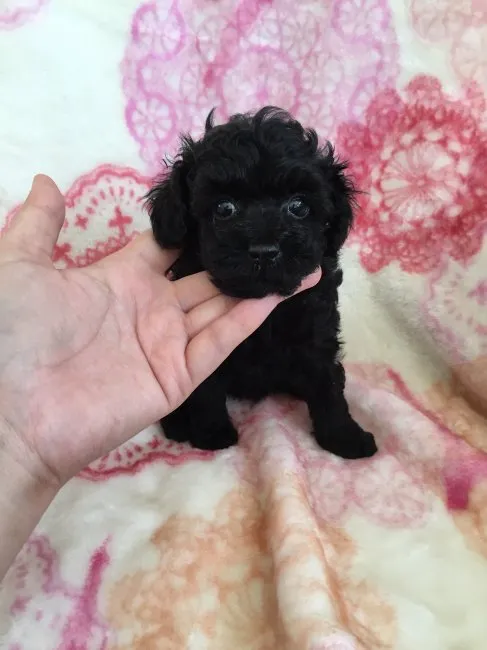 ID:1607-01846の子犬