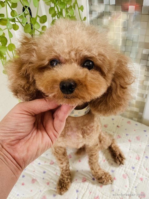 タイニープードル【・女の子・2023年5月3日・レッド】