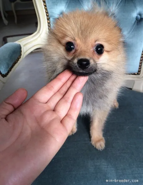 yun 様のお迎えした子犬