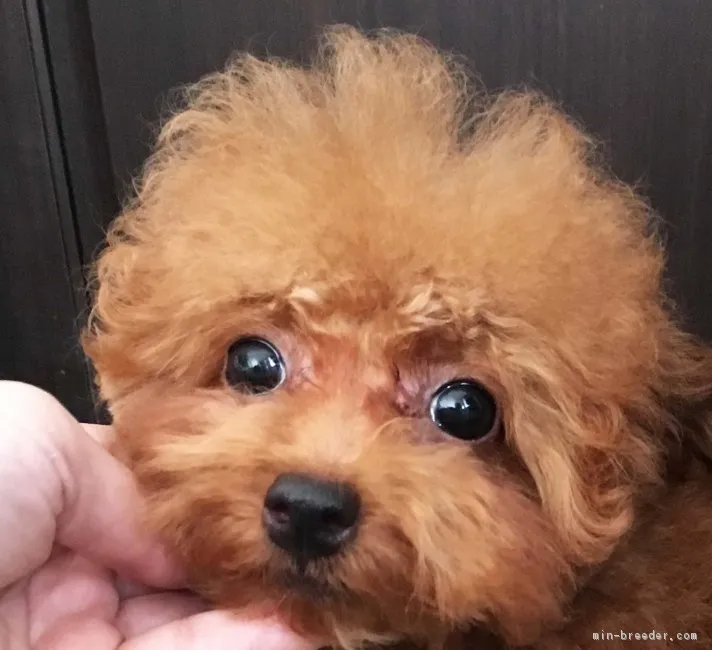 ID:1802-00497の子犬