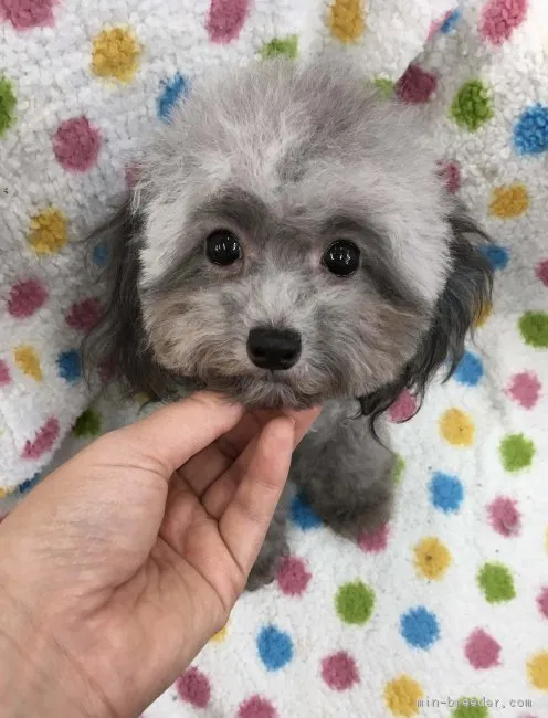 ポニョ 様のお迎えした子犬