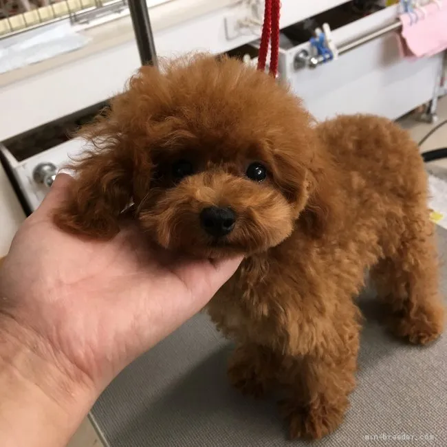 ココママ 様のお迎えした子犬